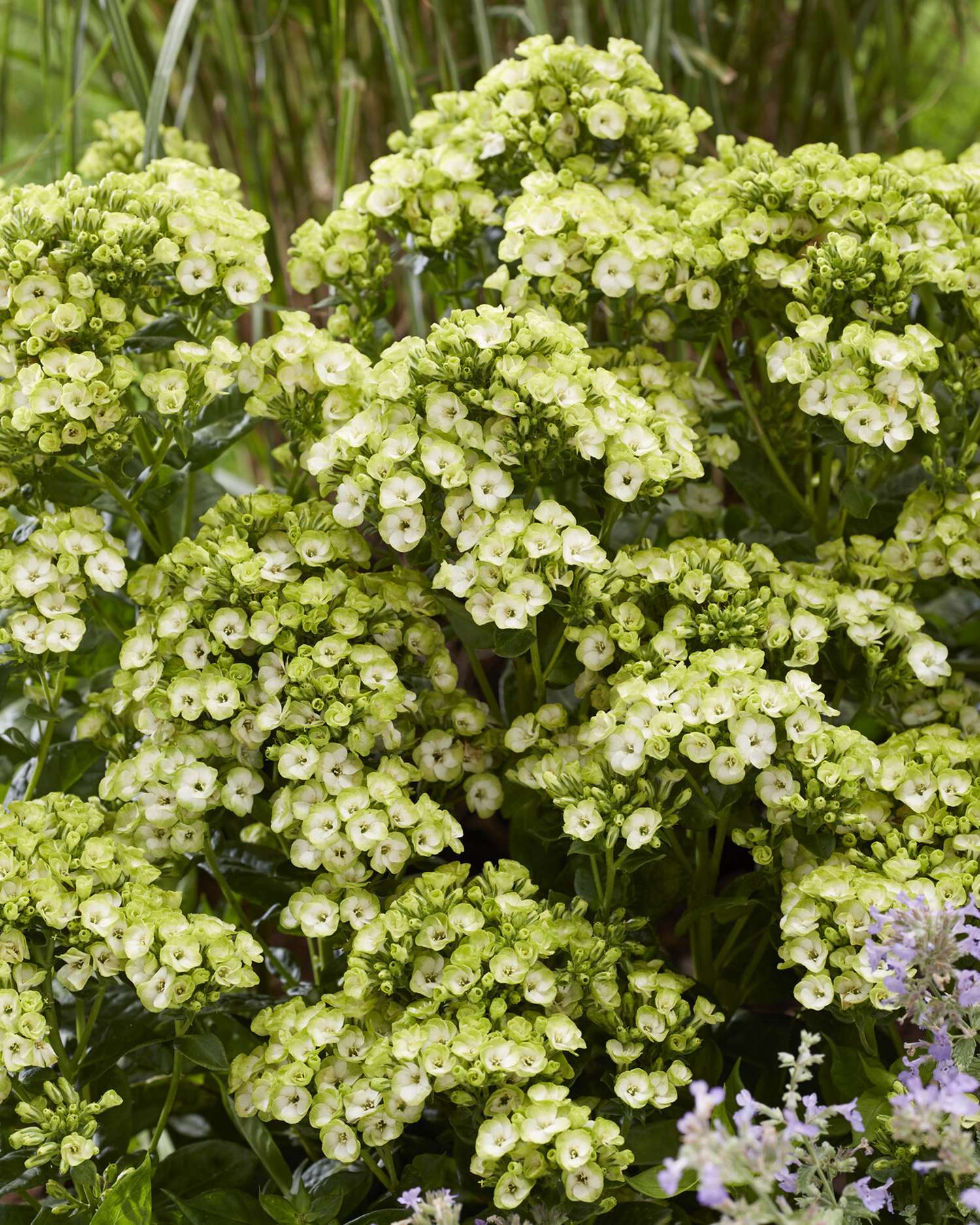 Høstfloks 'Orchid green'